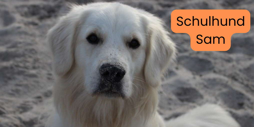 Bild Schulhund SAM Beitragsbild